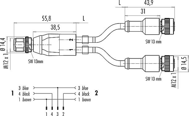 Scale drawing M12 Male cable splitter - 2 female cable connectors, Contacts: 4/3, unshielded, moulded on the cable, IP68, UL 2238, PUR, black, 3 x 0.34 mm², 1 m